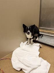 Shelter Stray Male Dog last seen ELKHORN BLVD/DON JULIO BLVD, 95842, 3839 Bradshaw Rd, Sacramento, CA 95827, USA