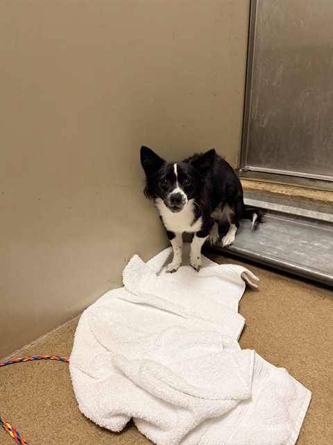 Shelter Stray Male Dog last seen ELKHORN BLVD/DON JULIO BLVD, 95842, 3839 Bradshaw Rd, Sacramento, CA 95827, USA