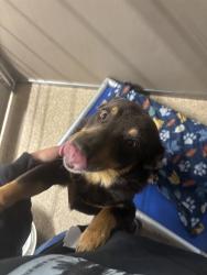 Shelter Stray Male Dog last seen Near RIDER RD / FROST, 3001 2nd St SW, Albuquerque, NM 87105, USA