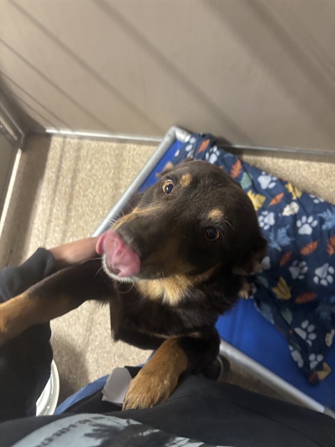 Shelter Stray Male Dog last seen Near RIDER RD / FROST, 3001 2nd St SW, Albuquerque, NM 87105, USA