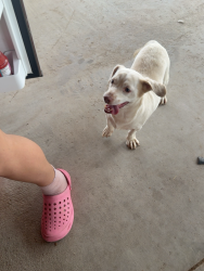 Reunited Male Dog last seen N 127th ave, El Mirage, AZ 85335