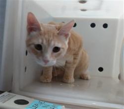 Shelter Stray Male Cat last seen Near BLOCK CRIMSON ROSE LN, 11800 Sunset Gardens Rd SW, Albuquerque, NM 87121, USA