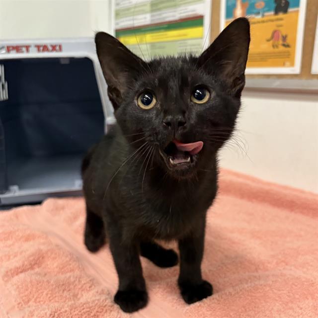 Shelter Stray Male Cat last seen , 600 Aviation Dr, Camarillo, CA 93010, USA