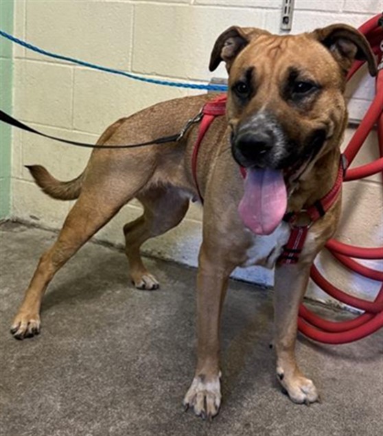 Shelter Stray Female Dog last seen TRUXEL RD & W EL CAMINO AVE, 2127 Front St, Sacramento, CA 95818, USA