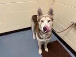 Shelter Stray Male Dog last seen Near BLOCK N QUIVAS ST, DENVER CO 80211, 1241 W Bayaud Ave, Denver, CO 80223, USA