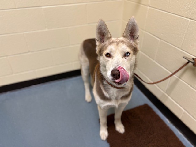 Shelter Stray Male Dog last seen Near BLOCK N QUIVAS ST, DENVER CO 80211, 1241 W Bayaud Ave, Denver, CO 80223, USA