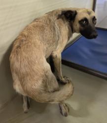Shelter Stray Male Dog last seen Near BLOCK KERN CANYON RD, BAKERSFIELD CA 93306, 3951 Fruitvale Ave, Bakersfield, CA 93308, USA
