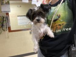 Shelter Stray Female Dog last seen 27TH ST PICK N SAVE, 3839 W Burnham St, West Milwaukee, WI 53215, USA
