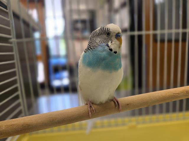 Shelter Stray Male Bird last seen Near BLOCK 119TH AVE SE, KENT WA 98030, 21615 64th Ave S, Kent, WA 98032, USA