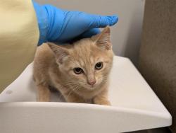 Shelter Stray Male Cat last seen Near BLOCK KENT BLACK DIAMOND RD SE, KENT WA 98042, 21615 64th Ave S, Kent, WA 98032, USA