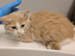 Shelter Stray Female Cat last seen Near BLOCK KENT BLACK DIAMOND RD SE, KENT WA 98042, 21615 64th Ave S, Kent, WA 98032, USA