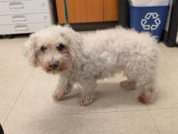 Shelter Stray Female Dog last seen Near BLOCK SE 229TH CT, KENT WA 98031, 21615 64th Ave S, Kent, WA 98032, USA
