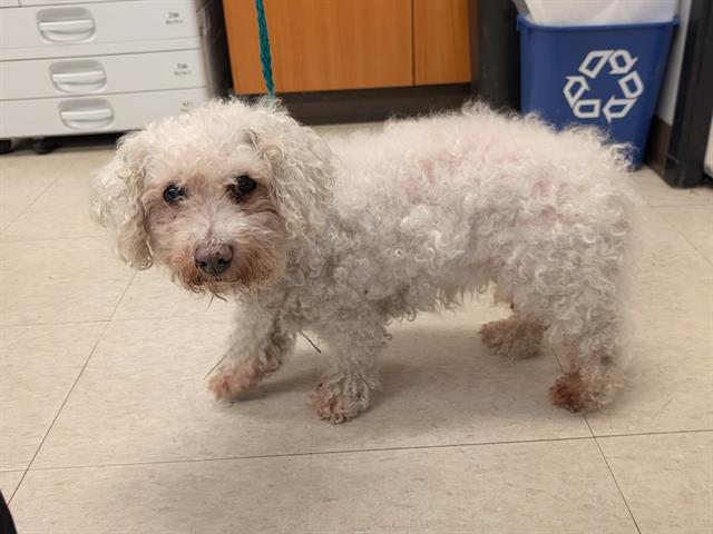Shelter Stray Female Dog last seen Near BLOCK SE 229TH CT, KENT WA 98031, 21615 64th Ave S, Kent, WA 98032, USA