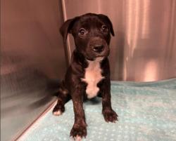 Shelter Stray Female Dog last seen WALNUT AVE/YALE AVE, 92604, 6443 Oak Canyon, Irvine, CA 92618, USA
