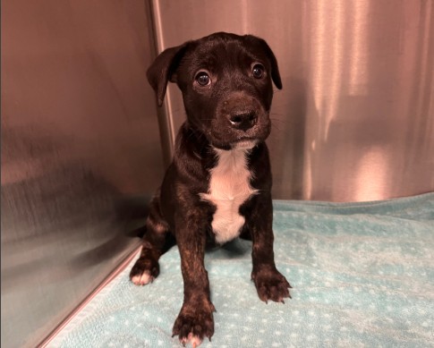 Shelter Stray Female Dog last seen WALNUT AVE/YALE AVE, 92604, 6443 Oak Canyon, Irvine, CA 92618, USA