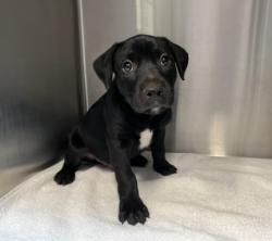 Shelter Stray Male Dog last seen WALNUT AVE/YALE AVE, 92604, 6443 Oak Canyon, Irvine, CA 92618, USA
