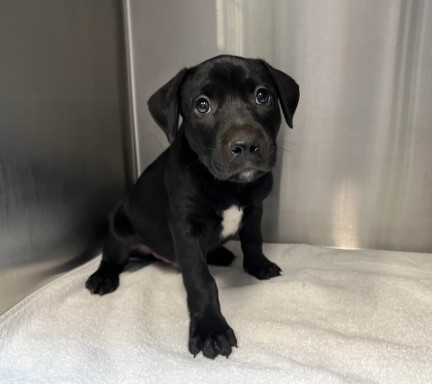 Shelter Stray Male Dog last seen WALNUT AVE/YALE AVE, 92604, 6443 Oak Canyon, Irvine, CA 92618, USA