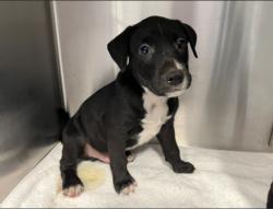 Shelter Stray Male Dog last seen WALNUT AVE/YALE AVE, 92604, 6443 Oak Canyon, Irvine, CA 92618, USA