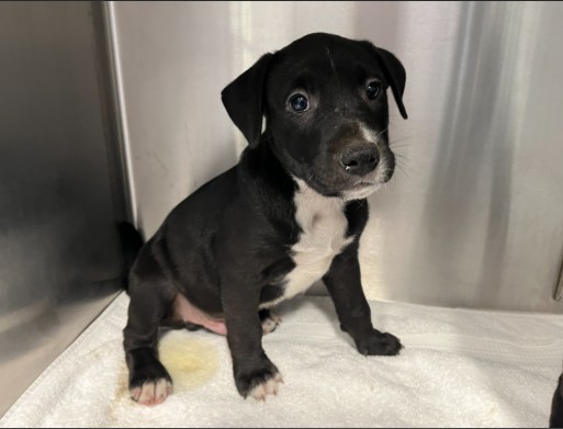 Shelter Stray Male Dog last seen WALNUT AVE/YALE AVE, 92604, 6443 Oak Canyon, Irvine, CA 92618, USA
