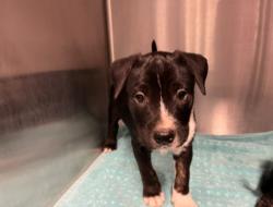 Shelter Stray Male Dog last seen WALNUT AVE/YALE AVE, 92604, 6443 Oak Canyon, Irvine, CA 92618, USA