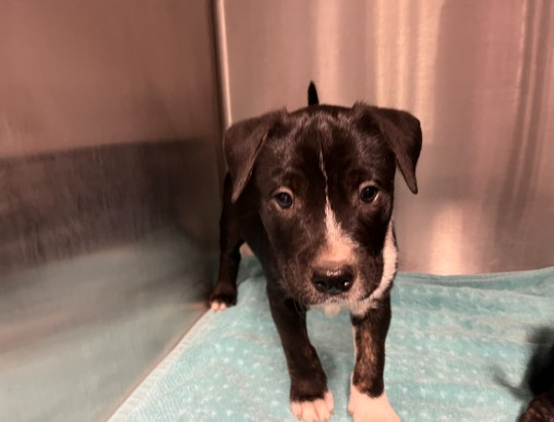Shelter Stray Male Dog last seen WALNUT AVE/YALE AVE, 92604, 6443 Oak Canyon, Irvine, CA 92618, USA