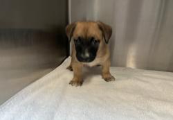 Shelter Stray Female Dog last seen WALNUT AVE/YALE AVE, 92604, 6443 Oak Canyon, Irvine, CA 92618, USA