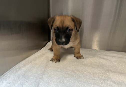 Shelter Stray Female Dog last seen WALNUT AVE/YALE AVE, 92604, 6443 Oak Canyon, Irvine, CA 92618, USA