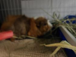 Shelter Stray Male Other last seen , 11361 W Pico Blvd, Los Angeles, CA 90064, USA