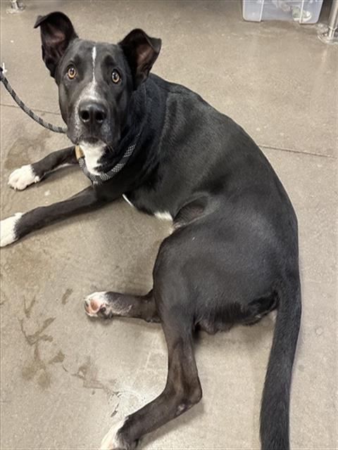 Shelter Stray Male Dog last seen 185TH AVE AND PINACLE PEAK RD, 2500 S 27th Ave, Phoenix, AZ 85009, USA