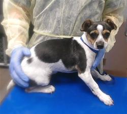 Shelter Stray Female Dog last seen 27TH AVE AND ROOSEVELT ST, 2500 S 27th Ave, Phoenix, AZ 85009, USA