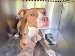 Shelter Stray Female Dog last seen S 35TH AVE AND W BROADWAY RD, 2500 S 27th Ave, Phoenix, AZ 85009, USA