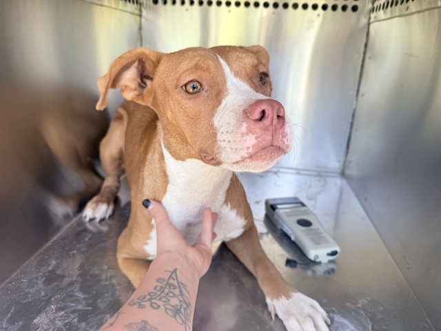 Shelter Stray Female Dog last seen S 35TH AVE AND W BROADWAY RD, 2500 S 27th Ave, Phoenix, AZ 85009, USA