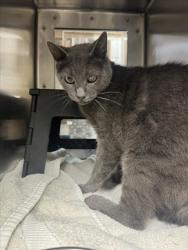 Shelter Stray Unknown Cat last seen Near BLOCK W 38TH CT S, WICHITA KS 67215, 3303 N Hillside St, Wichita, KS 67219, USA