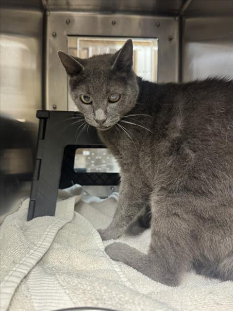 Shelter Stray Unknown Cat last seen Near BLOCK W 38TH CT S, WICHITA KS 67215, 3303 N Hillside St, Wichita, KS 67219, USA