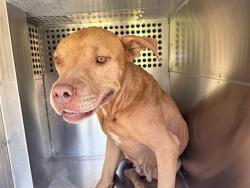Shelter Stray Female Dog last seen S 35TH AVE AND W BROADWAY RD, 2500 S 27th Ave, Phoenix, AZ 85009, USA