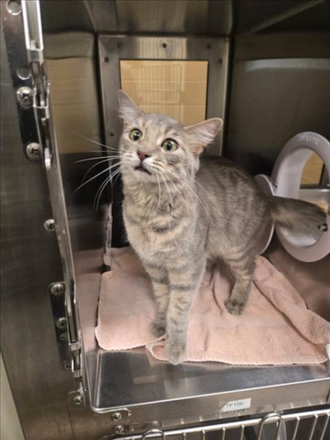 Shelter Stray Female Cat last seen Near BLOCK W CARR AVE, WICHITA KS 67209, 3303 N Hillside St, Wichita, KS 67219, USA