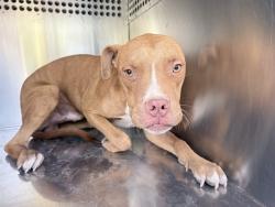 Shelter Stray Male Dog last seen S 35TH AVE AND W BROADWAY RD, 2500 S 27th Ave, Phoenix, AZ 85009, USA