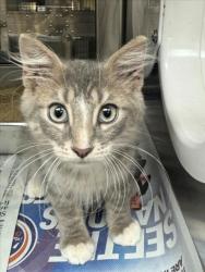 Shelter Stray Unknown Cat last seen Near BLOCK N OLIVER AVE, WICHITA KS 67208, 3303 N Hillside St, Wichita, KS 67219, USA