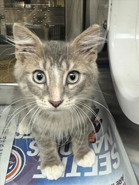 Shelter Stray Unknown Cat last seen Near BLOCK N OLIVER AVE, WICHITA KS 67208, 3303 N Hillside St, Wichita, KS 67219, USA