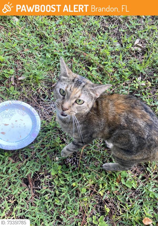 Found/Stray Unknown Cat last seen Allenton Ave and Tiverton in Providence Lakes homes area, Brandon, FL 33511