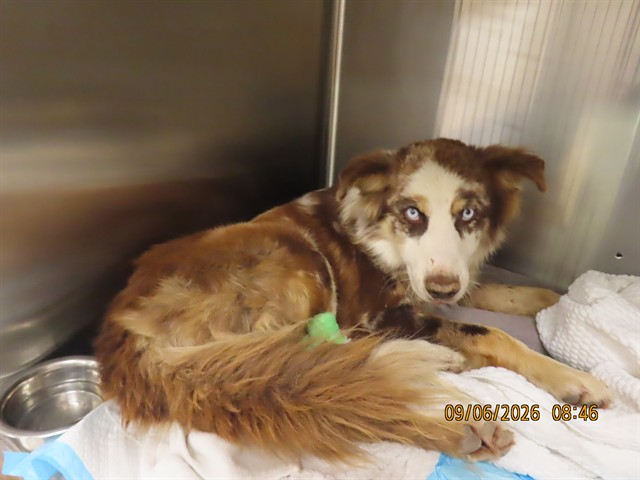 Shelter Stray Male Dog last seen ROCK WREN RD/TUTHHILL RD, 5501 E Van Buren St, Phoenix, AZ 85008, USA