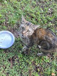 Found/Stray Unknown Cat last seen Allenton Ave and Tiverton in Providence Lakes homes area, Brandon, FL 33511