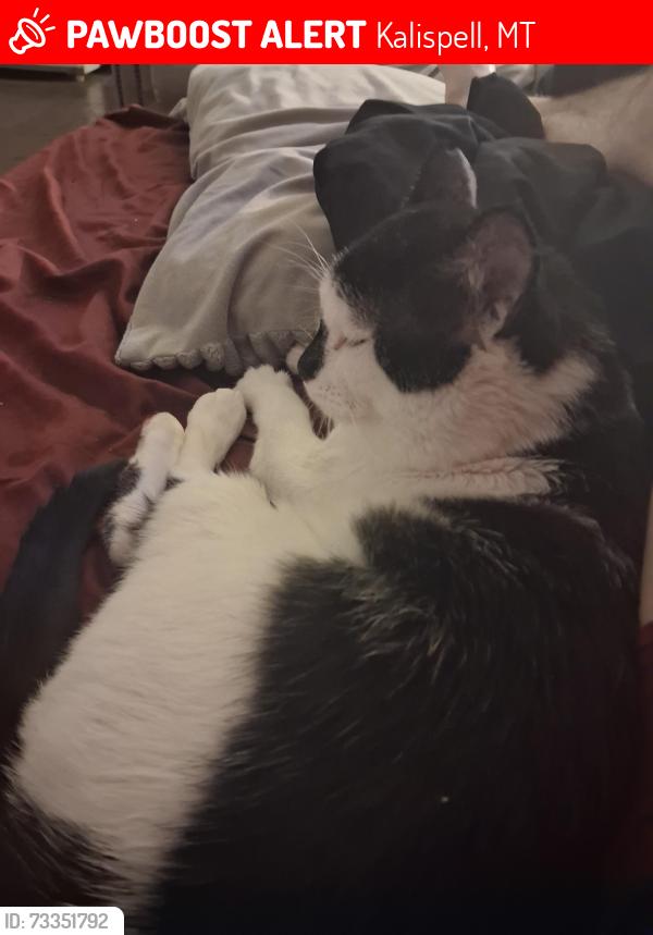 Lost Male Cat last seen Taco bell, Kalispell, MT 59901