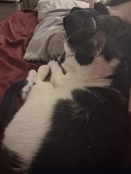 Lost Male Cat last seen Taco bell, Kalispell, MT 59901
