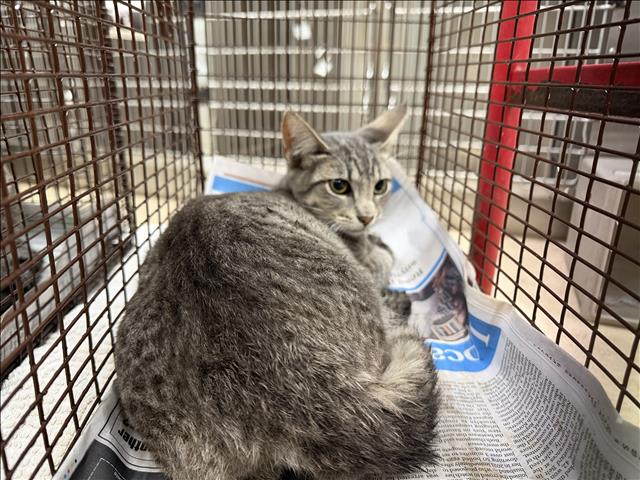 Shelter Stray Male Cat last seen , 957 N Gaffey St, San Pedro, CA 90731, USA