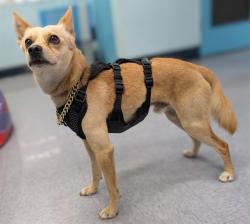 Shelter Stray Male Dog last seen , 4275 Elton St, Baldwin Park, CA 91706, USA
