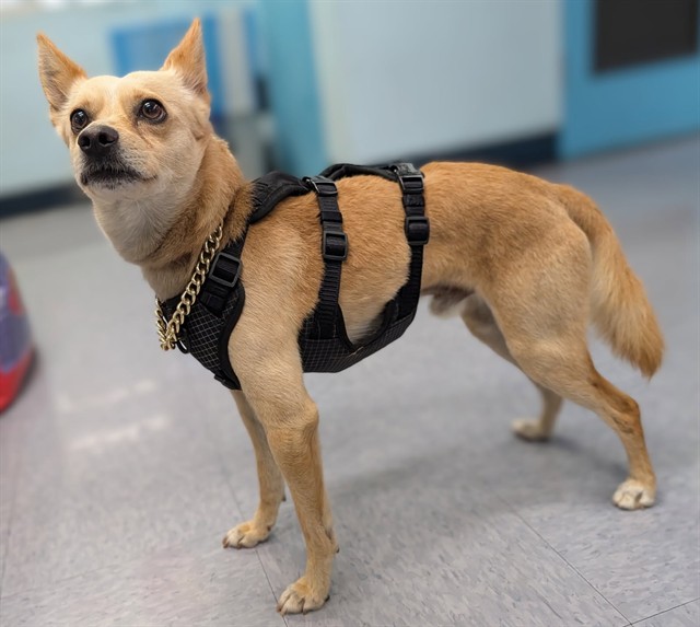 Shelter Stray Male Dog last seen , 4275 Elton St, Baldwin Park, CA 91706, USA
