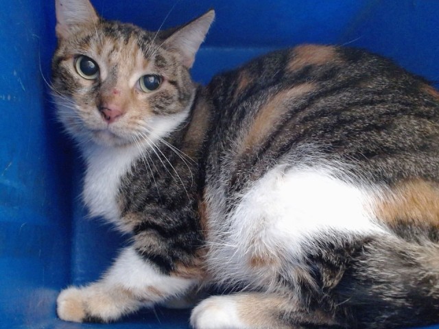 Shelter Stray Female Cat last seen , 2769 Conroy Rd, Orlando, FL 32839, USA
