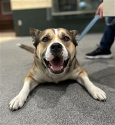 Shelter Stray Female Dog last seen , 3201 Lacy St, Los Angeles, CA 90031, USA