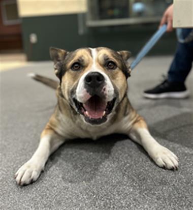 Shelter Stray Female Dog last seen , 3201 Lacy St, Los Angeles, CA 90031, USA